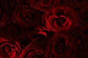 Roses For No Reason - Song by Hal Pollock