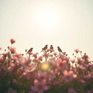 The Perfect One For Me - Song by Hal Pollock